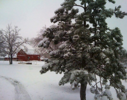 Barns in Snow